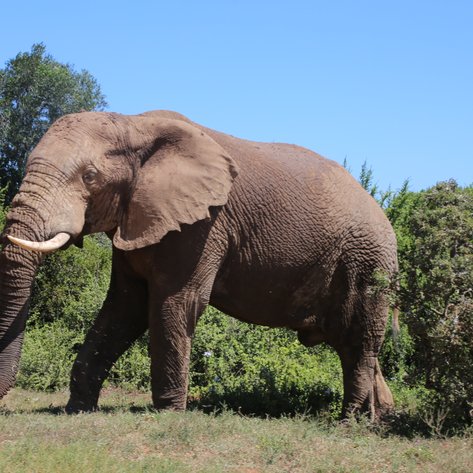 Mächtiger Elefant im Addo Nationalpark steht in der grünen Savanne – Garden Route mit Kindern