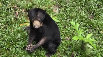 Schwarzer Malaienbär im Sun bear Centre auf Borneo - Malaysia mit Kindern