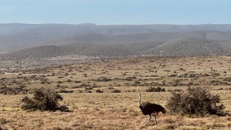 Strauß steht in der trockenen Savanne im Addo Nationalpark – Garden Route mit Kindern