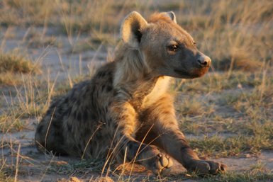Ein Hyäne sitzt entspannt im hohen Gras, das sanft im Licht der untergehenden Sonne leuchtet.