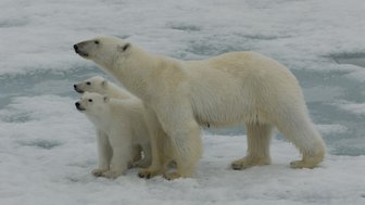 Eine Mutter-Eisbärin steht schützend neben ihren zwei kleinen Eisbären auf einer schneebedeckten Eisfläche.