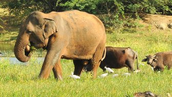 Ein Elefant steht auf einer Wiese, im Hintergrund Hausbüffel – Sri Lanka mit Kindern