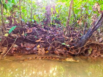 Kaiman liegt versteckt am Ufer eines Wasserwegs im Tortuguero Nationalpark – Costa Rica Reise mit Kindern