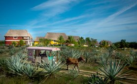 Eine malerische Landschaft mit Agavenpflanzen, einem Pferd und bunten Hütten unter einem strahlend blauen Himmel.