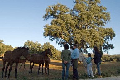 Eine Gruppe von Menschen steht in einem Feld und beobachtet mehrere Pferde, während ein großer Baum im Hintergrund steht.