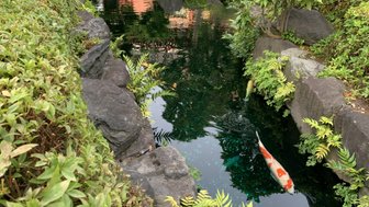 Ein ruhiger Teich umgeben von üppigem Grün, in dem bunte Koi-Fische elegant schwimmen.