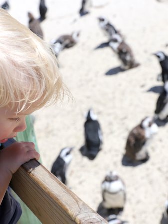 Kind beobachtet Pinguine am Boulders Beach – Garden Route Reise mit Kindern