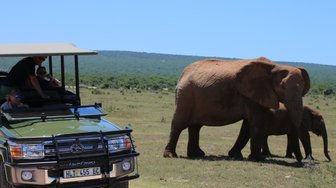 Elefantenmutter mit Jungtier steht neben Jeep im Addo Nationalpark – Garden Route mit Kindern