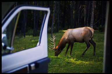 Ein Wapiti grast friedlich auf einer grünen Wiese, umgeben von hohen Bäumen im Hintergrund.