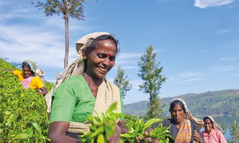 Teepflückerinnen auf einer grünen Teeplantage in Nuwara Eliya – Sri Lanka Familienreise