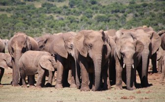 Große Elefantenherde aus nächster Nähe im Addo Nationalpark – Garden Route mit Kindern