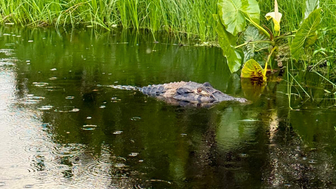 Ein Krokodil schwimmt ruhig im Wasser, umgeben von üppigem Grün und großen Blättern, während es leicht regnet.