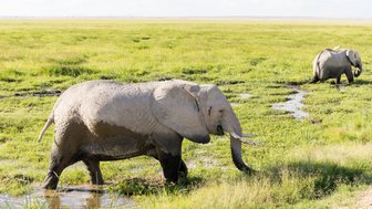 Zwei Elefanten laufen durch ein Flussbett und kühlen sich ab