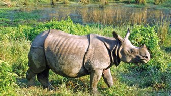 Ein Nashorn steht majestätisch in einem grünen, bewachsenen Gebiet neben einem ruhigen Gewässer.