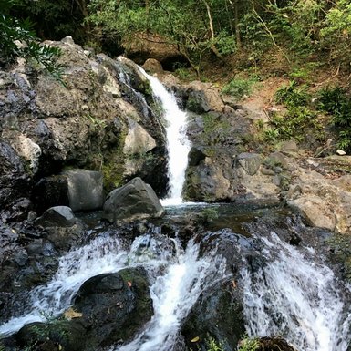 Ein klarer Wasserfall stürzt über glatte Felsen in einem üppigen, grünen Wald voller Pflanzen und Bäume.