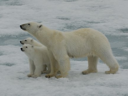 Eine Mutter-Eisbärin steht schützend neben ihren zwei kleinen Eisbären auf einer schneebedeckten Eisfläche.