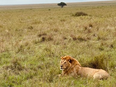 Löwe ruht stolz im hohen Gras der Serengeti – Tansania mit Kindern