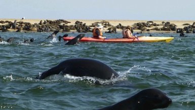 Mehrere Robben springen neben einem Kajak aus dem Wasser - Namibia Urlaub mit Kindern