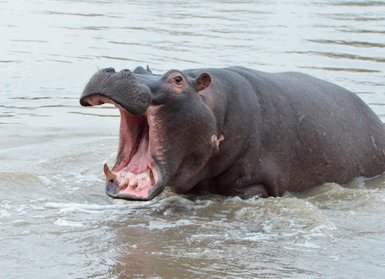 Nilpferd reißt sein Maul weit auf im Wasser eines südafrikanischen Flusses – Südafrika Reise mit Kindern