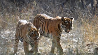 Zwei Tiger bewegen sich durch hohes Gras, ihre markanten Streifen leuchten im Sonnenlicht und zeigen ihre majestätische Präsenz.