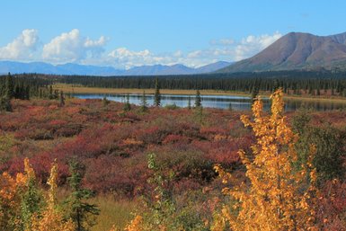 Ein atemberaubender Blick auf die bunten Herbstlandschaften des Wrangell-St.-Elias-Nationalparks mit Bergen im Hintergrund.