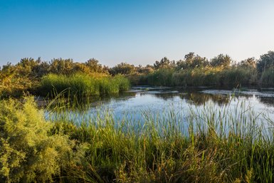 Wet Land in Azraq - Jordanien Familienurlaub