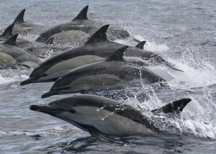 Eine Gruppe von Delfinen springt fröhlich aus dem Wasser, während sie in einer Reihe schwimmen und Spritzwasser erzeugen.