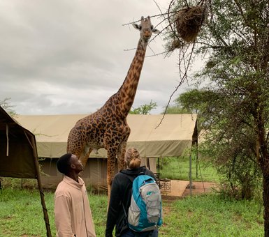 Große Giraffe spaziert neugierig durch ein Safari-Camp – Tansania Reise mit Kindern