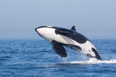 Ein Orca springt majestätisch aus dem Wasser, während Wassertropfen in der Luft spritzen und die Sonne scheint.