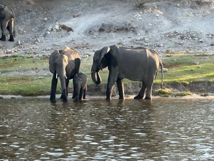 Eine Gruppe von Elefanten steht am Ufer eines Gewässers, während ein Jungtier neugierig das Wasser erkundet.