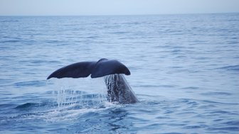 Ein Wal taucht mit seiner großen Schwanzflosse aus dem Wasser auf, während sanfte Wellen um ihn herum plätschern.