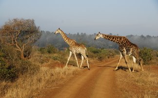 Zwei Giraffen spazieren durch die Savanne im Krüger Nationalpark – Südafrika Familienreise