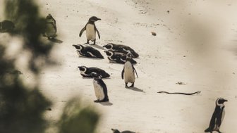 Pinguine laufen am Sandstrand des Boulders Beach – Südafrika Familienreise