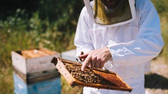 Ein Imker in Schutzkleidung untersucht eine Wabe voller Bienen, während er auf die Details der Wabe zeigt.