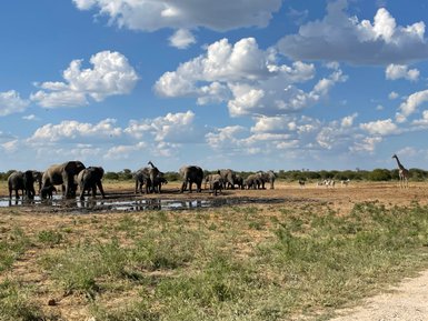 Elefanten, Giraffen und Zebras an einem Wasserloch - Namibia Urlaub mit Kindern