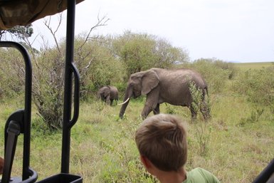 Ein Junge beobachtet fasziniert zwei Elefanten, die durch die grüne Savanne wandern, während er in einem Fahrzeug sitzt.