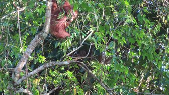 Ein Orang-Utan klettert zwischen den Bäumen des Dschungels – Malaysia & Borneo Familienreise