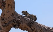 Leoparden auf Ast brüllend - Tansania Family & Teens - Tansania mit Kindern und Jugendlichen