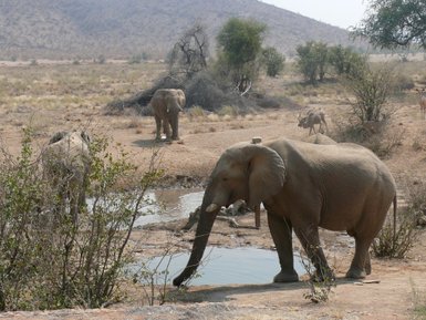Eine Gruppe Elefanten steht an einem Wasserloch - Namibia mit Kindern
