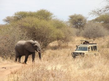 Ein Elefant wandert durch die trockene Savanne, während ein Geländewagen mit Touristen in der Nähe steht.