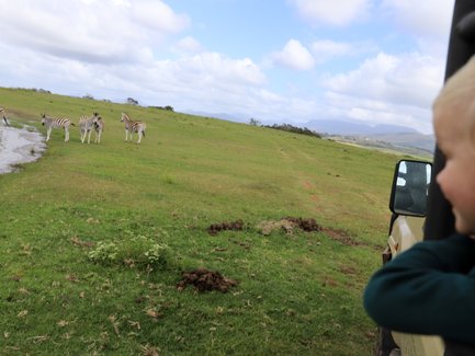 Kind schaut begeistert auf eine Zebraherde in der freien Natur – Garden Route Familienreise