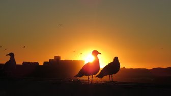 Vögel sitzen ruhig im goldenen Licht des Sonnenuntergangs – Marokko mit Kindern
