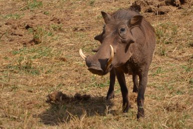 Ein Warzenschwein steht auf trockenem Gras, seine markanten Stoßzähne und der neugierige Blick sind gut sichtbar.