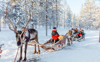 Rentier mit Schlitten im Schnee - Finnland Winter mit Kindern