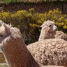 Zwei Lamas stehen friedlich in einer sonnigen Landschaft, umgeben von gelben Blumen und einem steinernen Hintergrund.