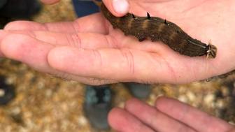 Eine Hand hält eine große, stachelige Raupe, während eine andere Hand vorsichtig darauf zeigt, um sie zu betrachten.