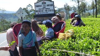 Frauen beim Teepflücken auf einer Teeplantage in Nuwara Eliya – Sri Lanka Reise mit Kindern