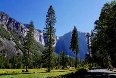 Hohe, grüne Bäume umgeben eine malerische Straße, die durch das Yosemite-Tal führt, mit majestätischen Felsen im Hintergrund.