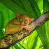 Ein süßer Tarsier mit großen grünen Augen sitzt entspannt auf einem Baumstamm, umgeben von üppigem Blätterwerk.