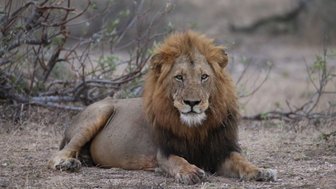 Ein Löwe sitzt in der trockenen Savanne des Kruger Nationalparks – Südafrika Reise mit Kindern